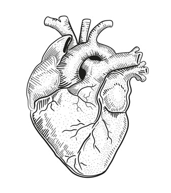 sibutramine et probleme cardio vasculaire