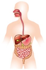 système digestif