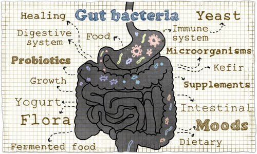 probiotiques et microorganismes