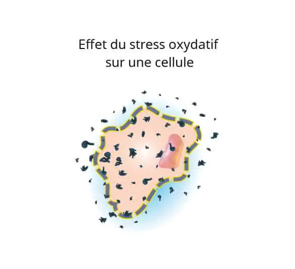 Effets du stress oxydatif cellule