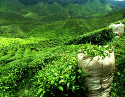 plantation de thé vert