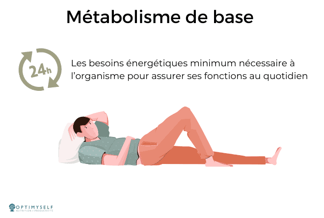 3 - metabolisme de base