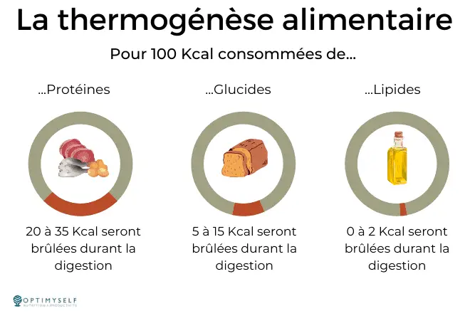 4 - thermogen se alimentaire 