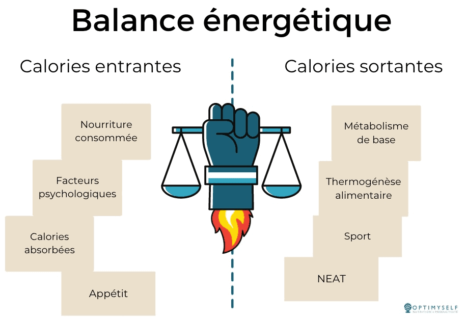 balance énergétique et calorique