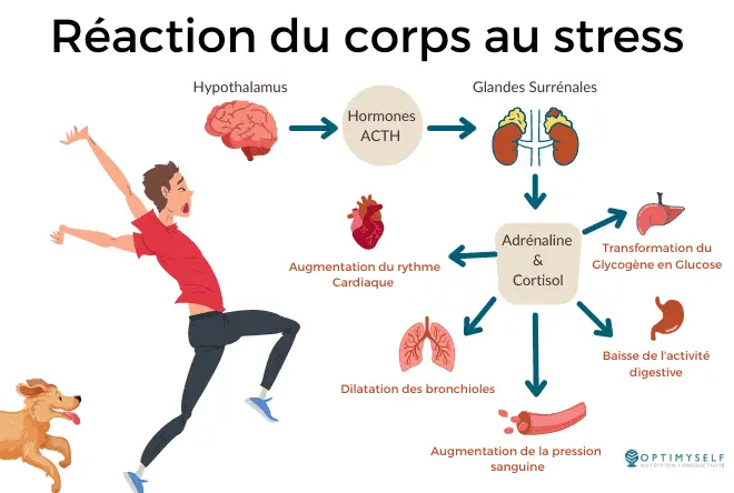 Reaction du corps  au stress